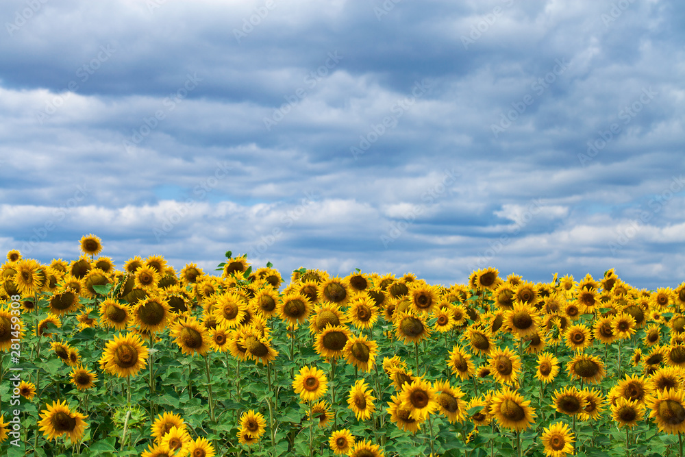 Fototapeta premium sunflower, flower, floral, sun, beauty, bright, field, green, growth, leaf, meadow, sky, summer, sunny, yellow, agriculture, background, beautiful, blossom, landscape, nature, plant, rural, blue, morn
