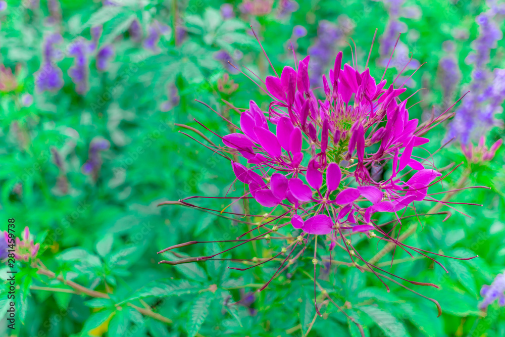 Beautiful purple and pink spider flower (Cleome Spinosa Linn) in the garden. Beautiful purple and pink spider flower (Cleome Spinosa Linn) in the garden.