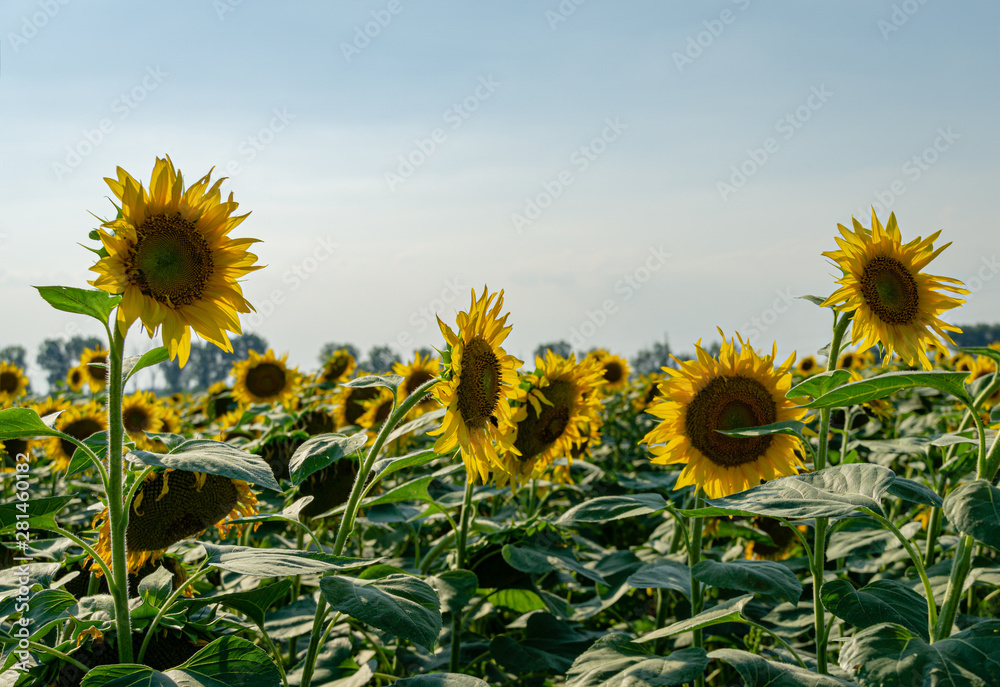 Golden sunflower field in sunset sunshine. Summer flower landscape, fresh  wallpaper and nature concept for background Stock Photo | Adobe Stock
