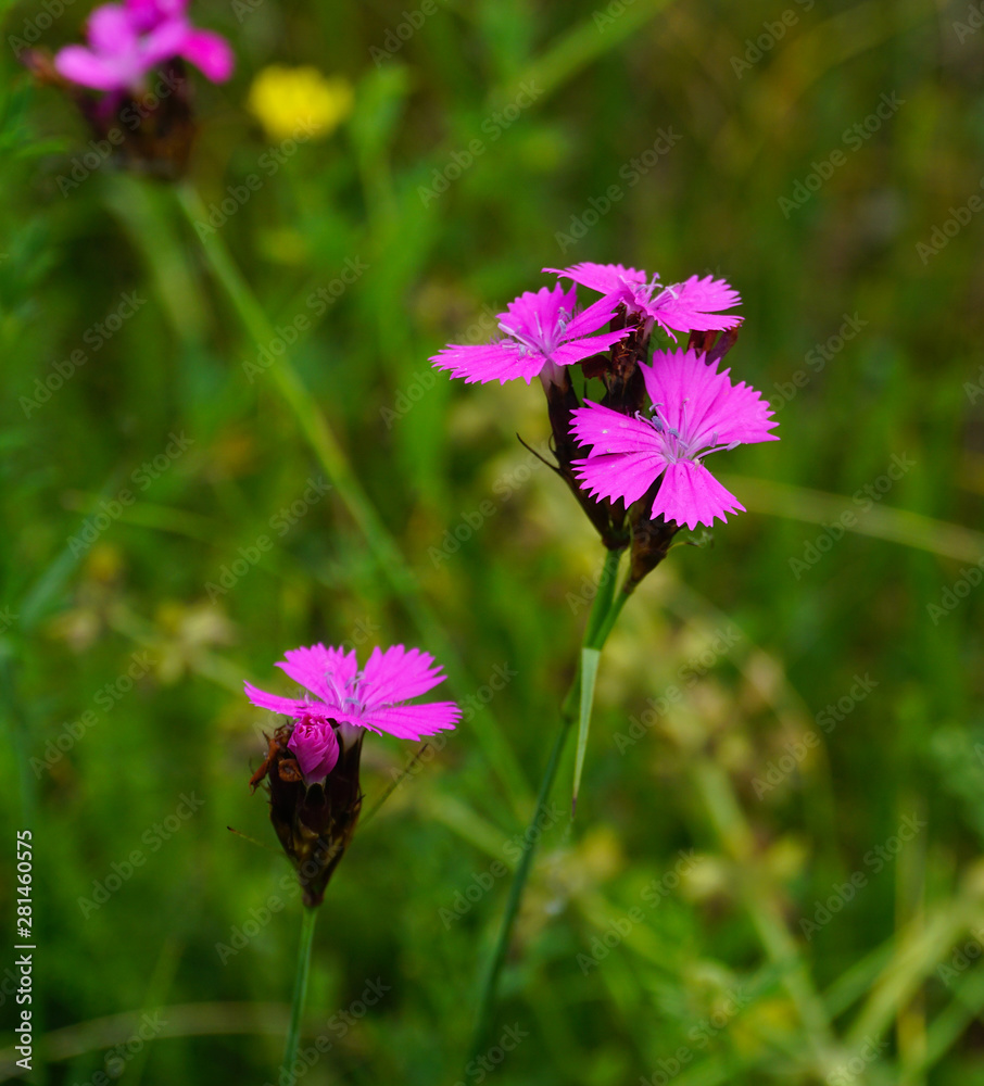 Kartäusernelke, Dianthus carthusianorum, Carthusian pink Kartäusernelke, Dianthus carthusianorum, Carthusian pink