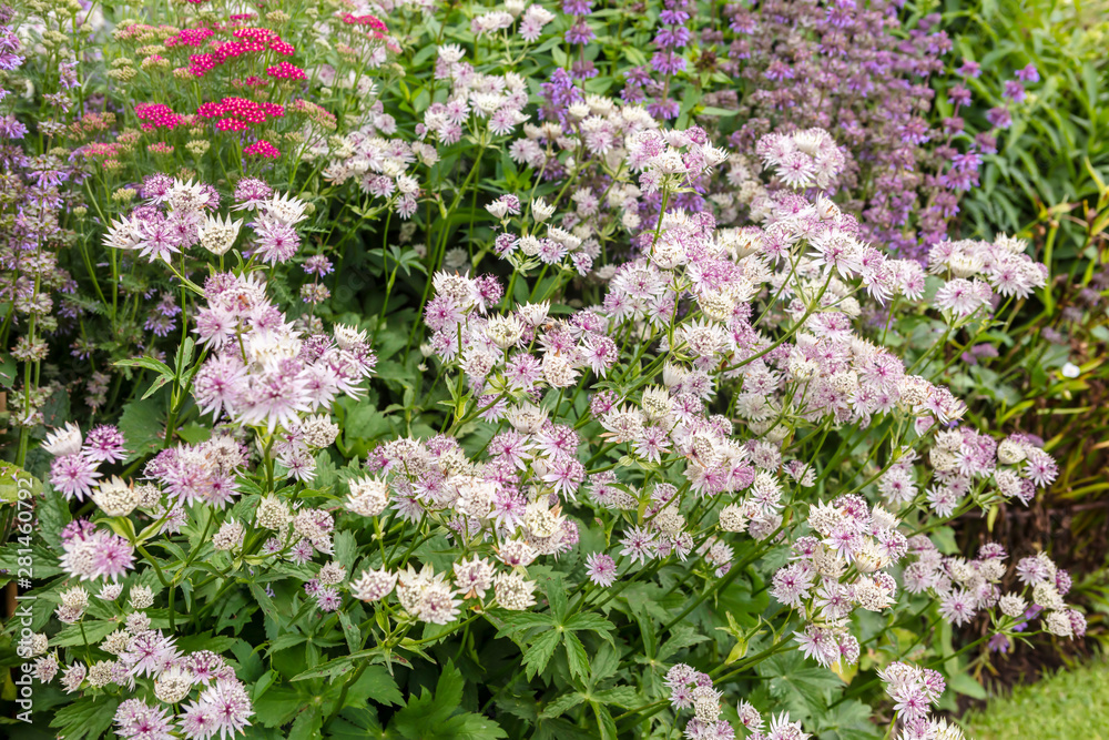 Profusion of pink Astrantia flowers in a herbaceous border.