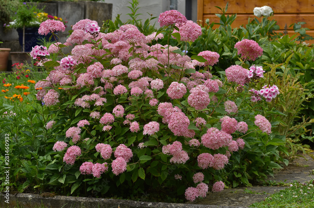 Fototapeta premium Hydrangea paniculata, Rispen-Hortensie, Panicled Hydrangea
