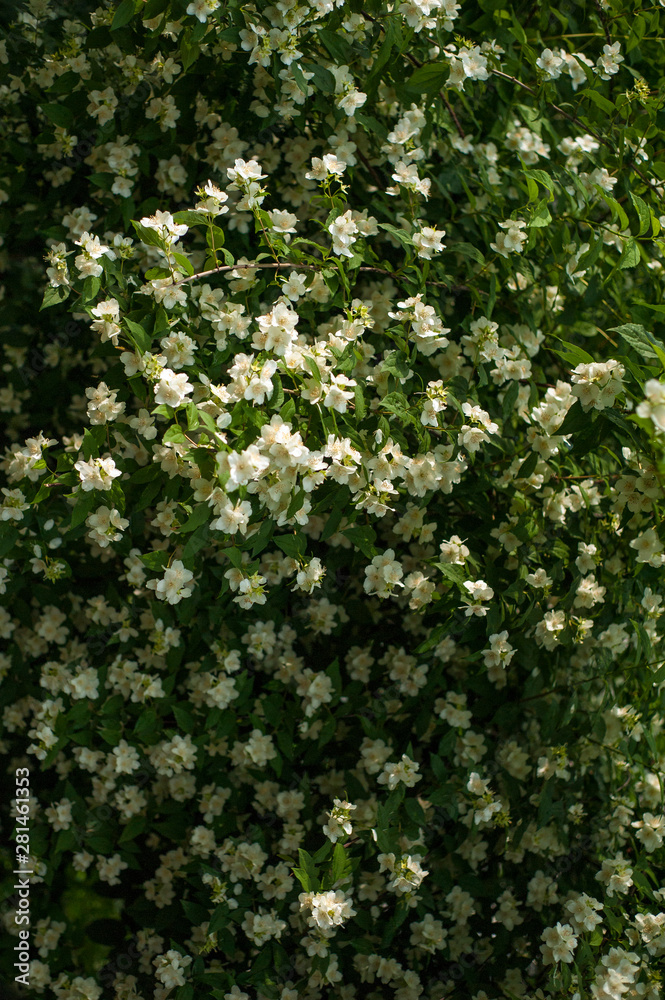 Jasmine blooms in the garden in sunny day. fragrant white jasmine blooms on bush in summer. Jasmine blooms in the garden in sunny day. fragrant white jasmine blooms on bush in summer.