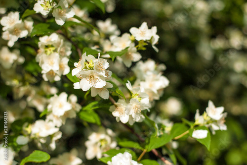 Jasmine blooms in the garden in sunny day. fragrant white jasmine blooms on bush in summer.