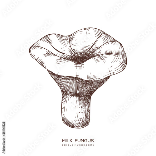  Milk fungus vector illustration. Hand drawn food drawing. Edible