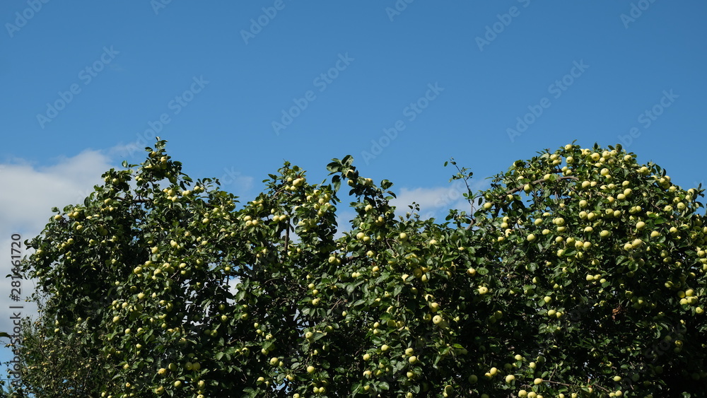 apples on the branches of an apple tree apples on the branches of an apple tree