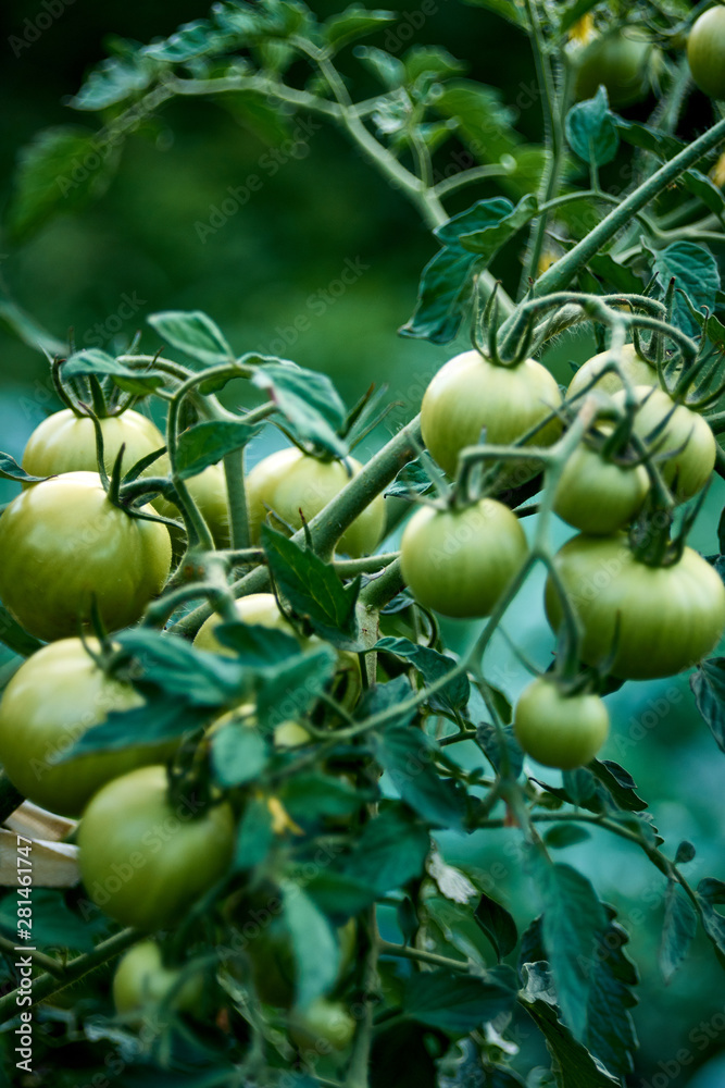 Green tomatoes on a bush. Green unripe tomatoes in the garden. Tomatoes on the vine, growing on the branches. A bush of tomatoes with unripe vegetables. Green tomatoes on a bush. Green unripe tomatoes in the garden. Tomatoes on the vine, growing on the branches. A bush of tomatoes with unripe vegetables.