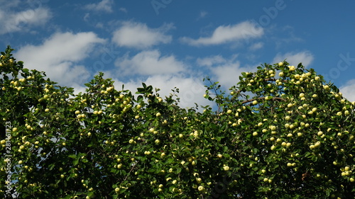 apples on the branches of an apple tree