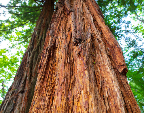 Tree bark giant in the park