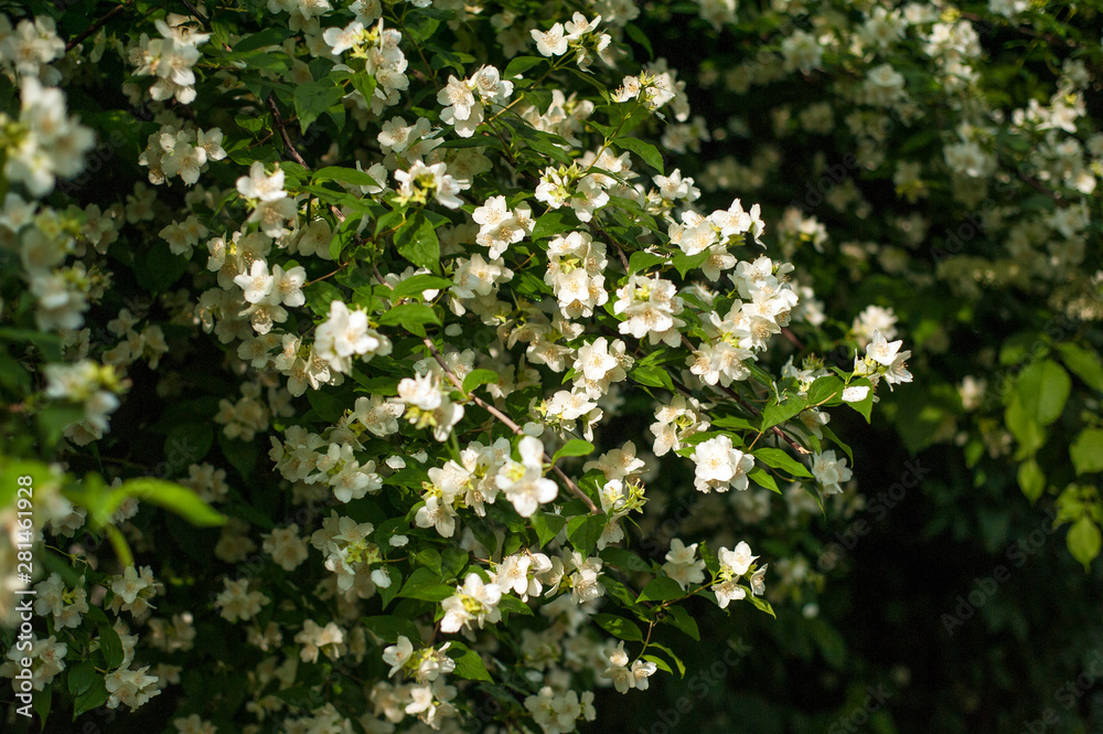 Jasmine blooms in the garden in sunny day. fragrant white jasmine blooms on bush in summer. Jasmine blooms in the garden in sunny day. fragrant white jasmine blooms on bush in summer.