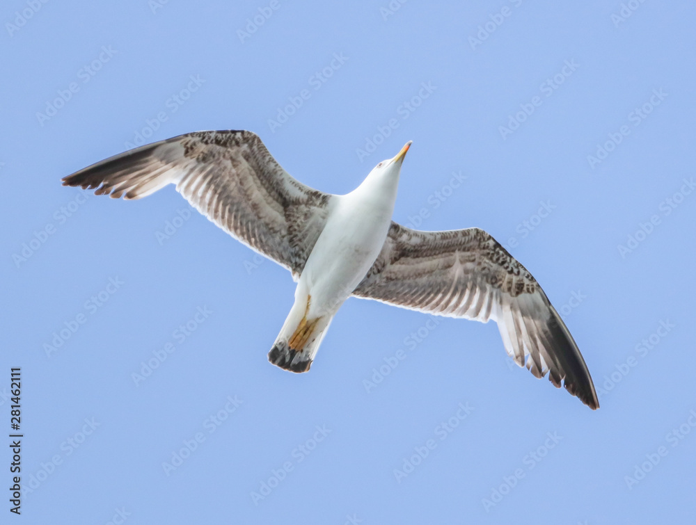 Seagull flying in the blue sky Seagull flying in the blue sky