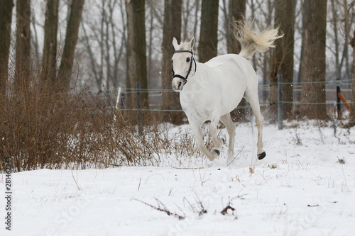 Reitponys im Schnee