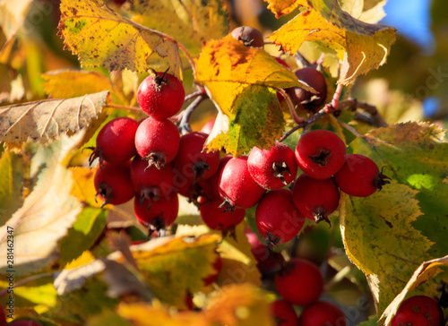 Red berries of hawthorn on a tree in autumn