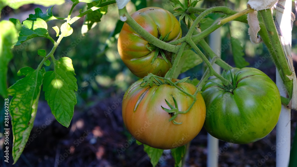  tomatoes ripen on the bush