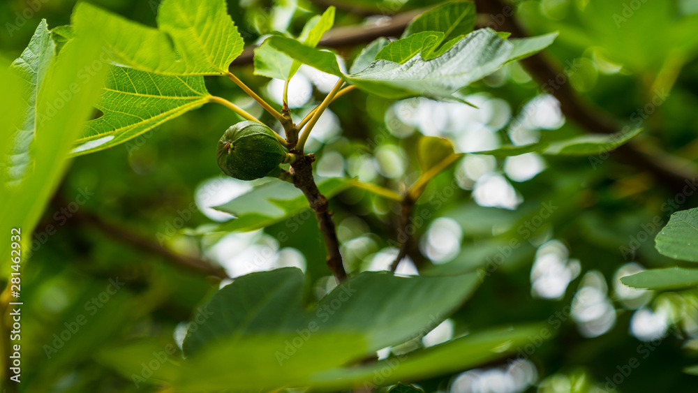 Monenegro, Beautiful green meaty fig fruit growing natural in nature of a garden of kotor bay in summer Monenegro, Beautiful green meaty fig fruit growing natural in nature of a garden of kotor bay in summer