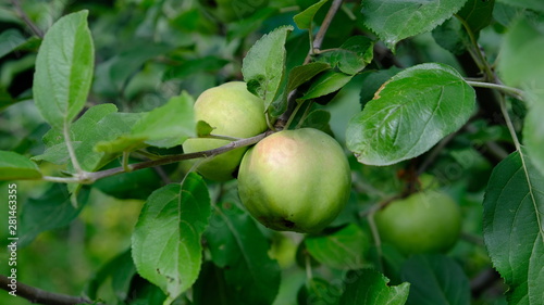 apples on the branches of an apple tree