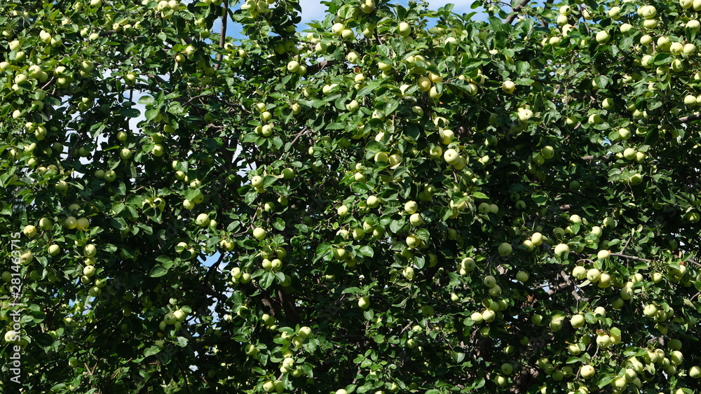 apples on the branches of an apple tree apples on the branches of an apple tree