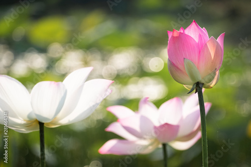 beautiful water lily bloom in pond