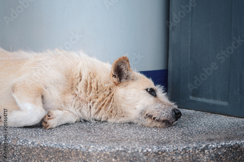 A white stray dog ​​lay alone on the side of the street with a sad sight.