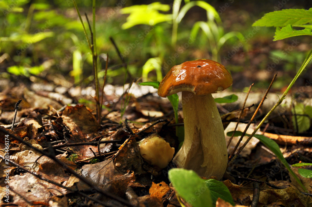 Fototapeta premium White mushroom in the forest close-up
