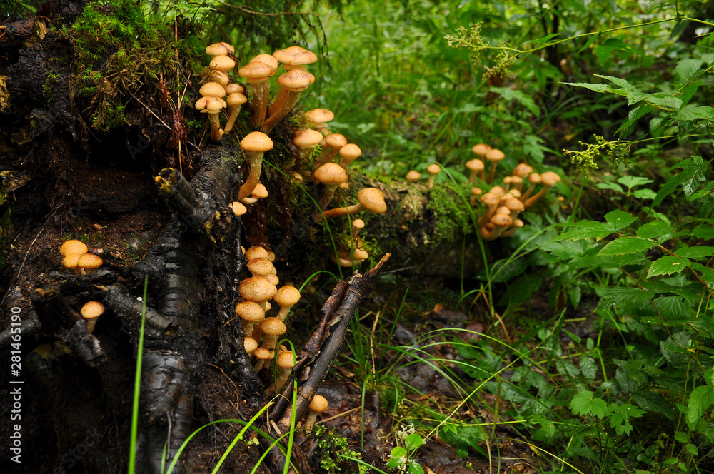 Honey agaric on stump in the forest close-up Honey agaric on stump in the forest close-up