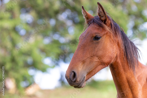 Caballo