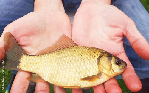 freshly caught fish bream in the hands of an angler