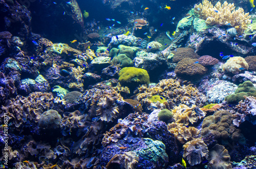 Landscape of sea reef underwater