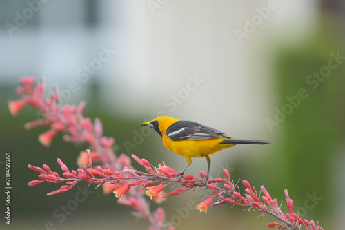 A Hooded Oriole perched on the flower stem of a Red Yucca plant photo