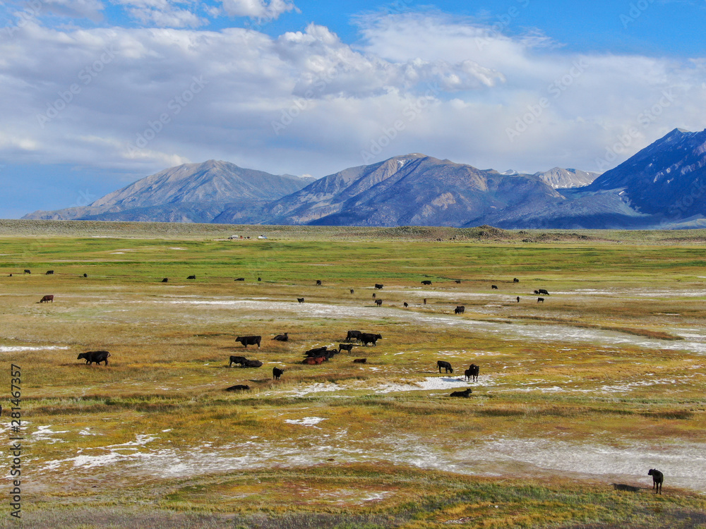 Obraz premium Aerial view of herd of cows in green meadow with mountain on the background. Cows cattle grazing on a mountain pasture next the Lake Crowley, Eastern Sierra, Mono County, California, USA. 