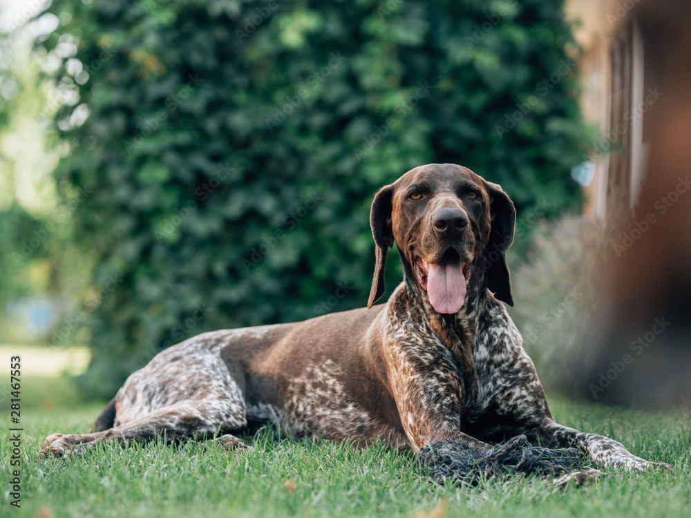 Exhausted German pointer dog lying in garden