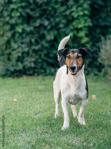 Terrier dog standing on grass