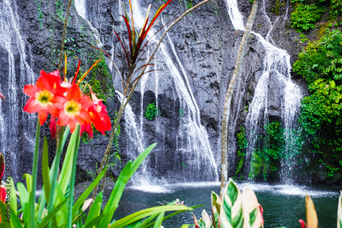 Flower hippeastrum on the background of Banyumala  Waterfall with cascades among the green tropical trees and plants in the North of the island of Bali  Indonesia