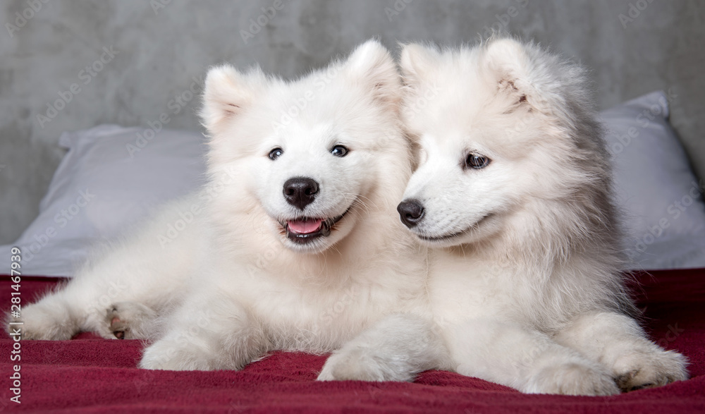 Fototapeta premium Two samoyed dogs puppies in the red bed on bedroom background