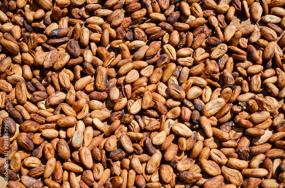 Drying of cocoa beans after the harvest. Raw cacao beans. Drying of cocoa beans after the harvest. Raw cacao beans.