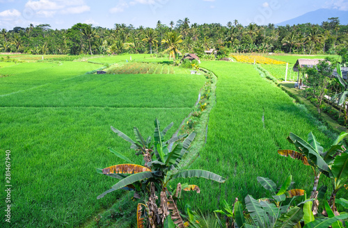 Terraces of rice fields in the jungle in Bali, Indonesia photo