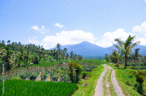 Road in the jungle between rice fields on the background of mountains in Bali, Indonesia