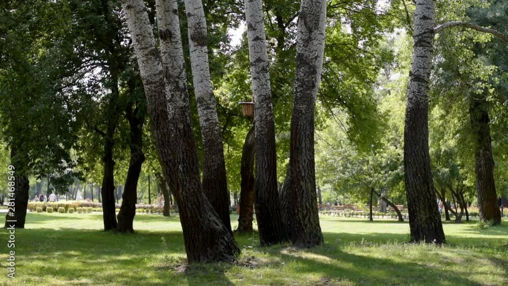 Beautiful Nature Park. Sunny Shining Over Park Beautiful Nature Park. Sunny Shining Over Park