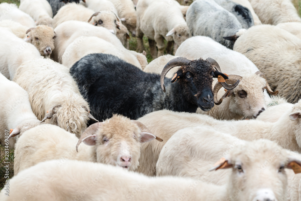 flock of sheep in the pasture in the mountains - Pieniny Poland flock of sheep in the pasture in the mountains - Pieniny Poland
