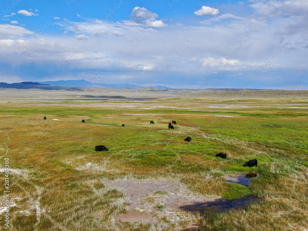 Aerial view of herd of cows in green meadow with mountain on the background. Cows cattle grazing on a mountain pasture next the Lake Crowley, Eastern Sierra, Mono County, California, USA. 