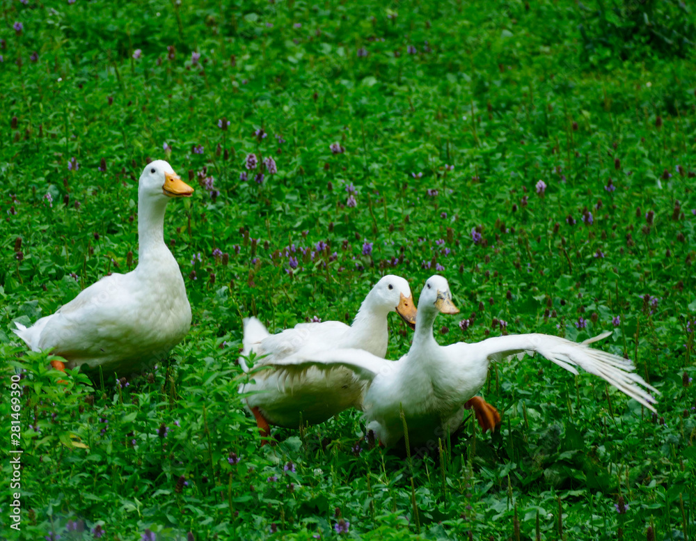 Cute geese playing and having fun in the grass Cute geese playing and having fun in the grass