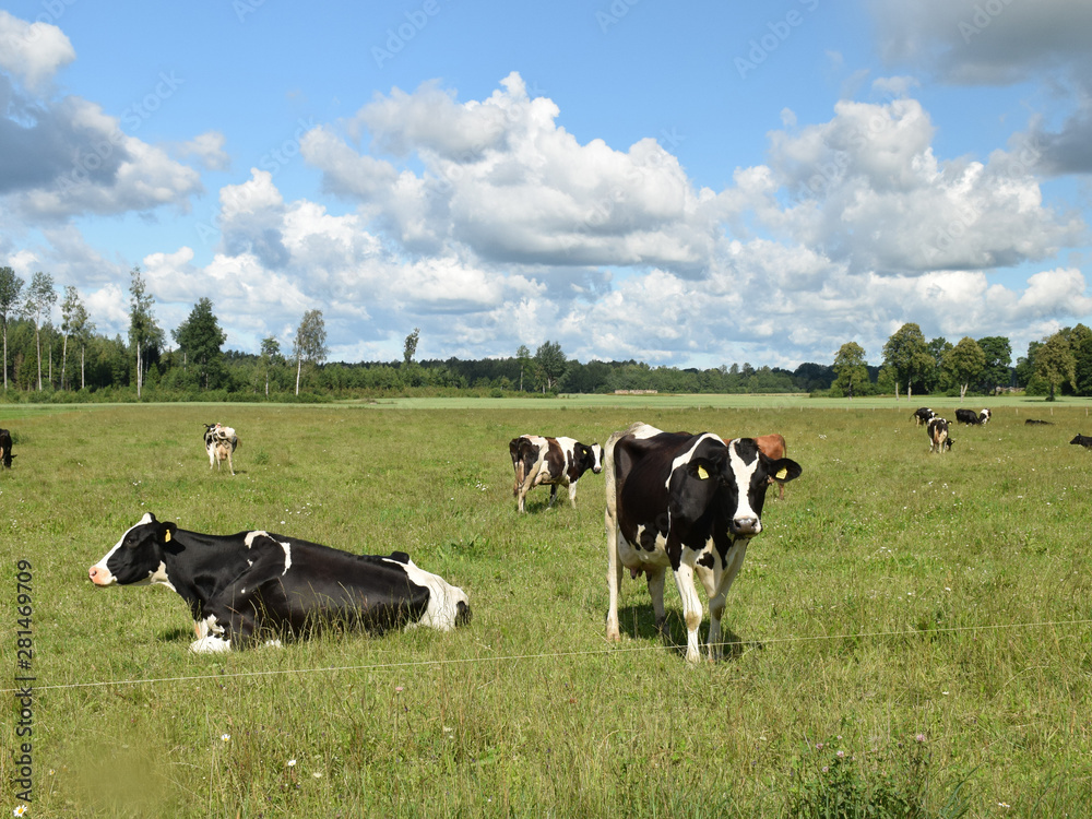 Portrait of a black cow in a green meadow