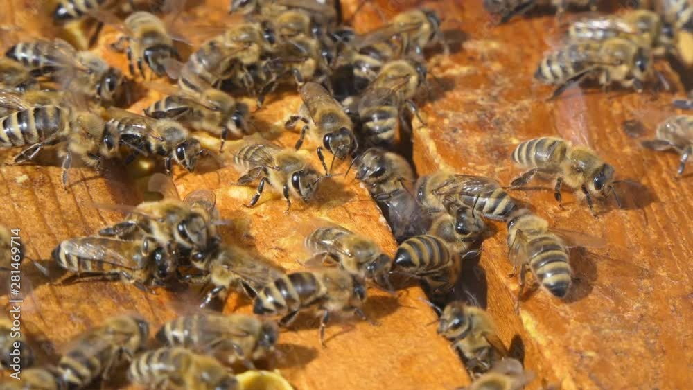 Natural Honey, Bee produce wax and create honey Natural Honey, Bee produce wax and create honey