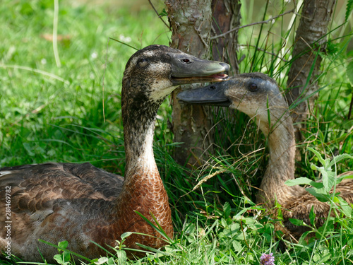 Cute ducks in love enjoy in nature