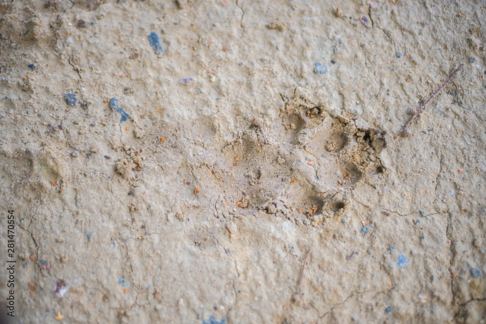 big animal footprints on hard  ground