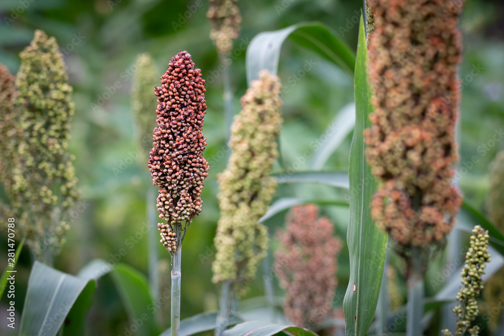Obraz premium Close up Millets standing in field