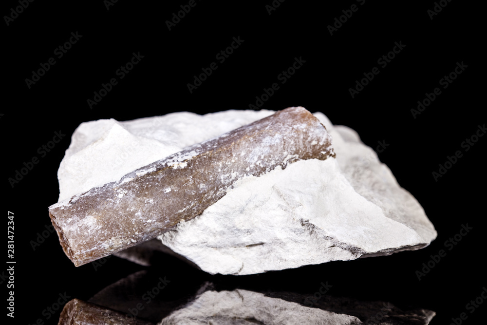 Belemniten Fossil vor Hintergrund in schwarz, versteinerte Lebewesen Belemnoidea