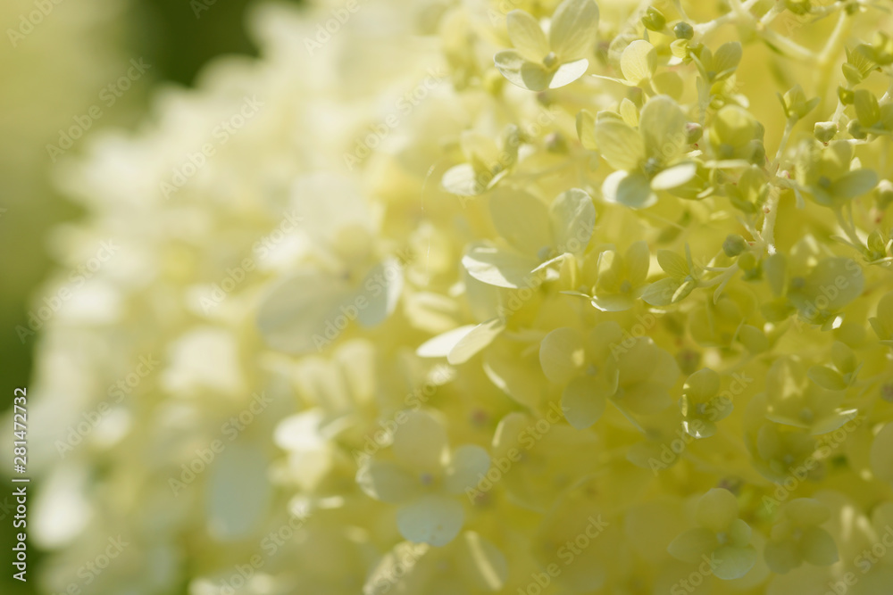 Hydrangea varieties of lime in the garden Hydrangea varieties of lime in the garden