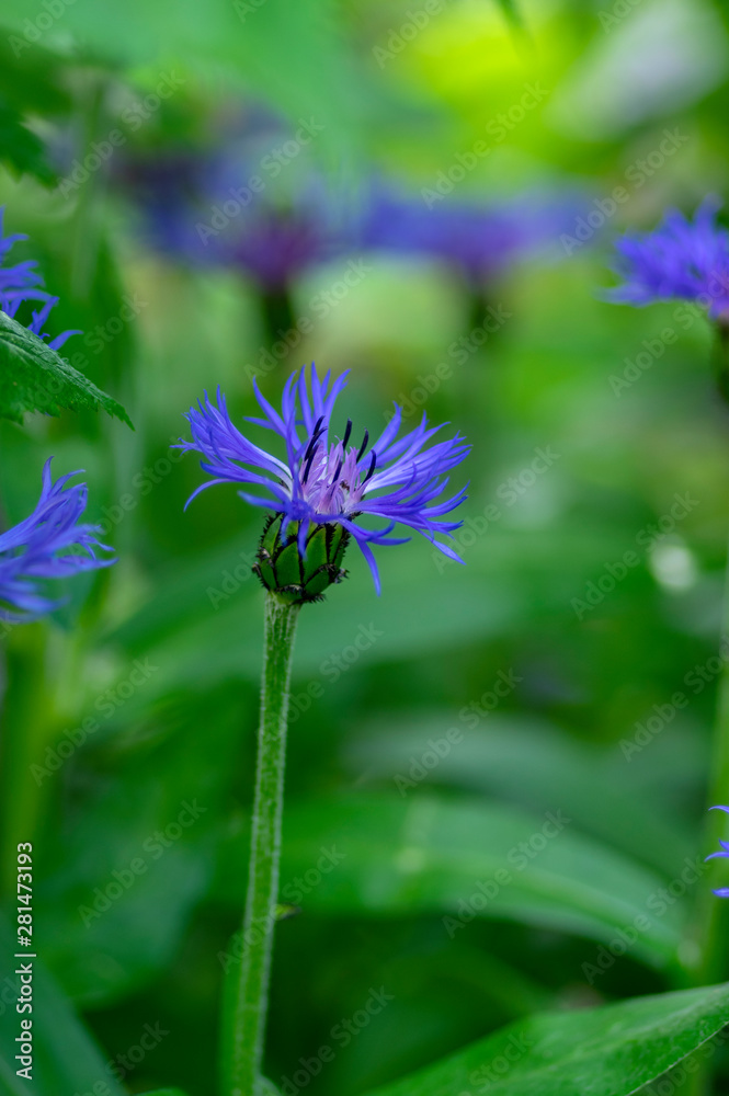 Centaurea montana mountain perennial cornflower in bloom, flowering ornamental blue plant Centaurea montana mountain perennial cornflower in bloom, flowering ornamental blue plant