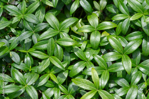 Periwinkle minor green leaves, small creeping ground covering plant in daylight during summer season